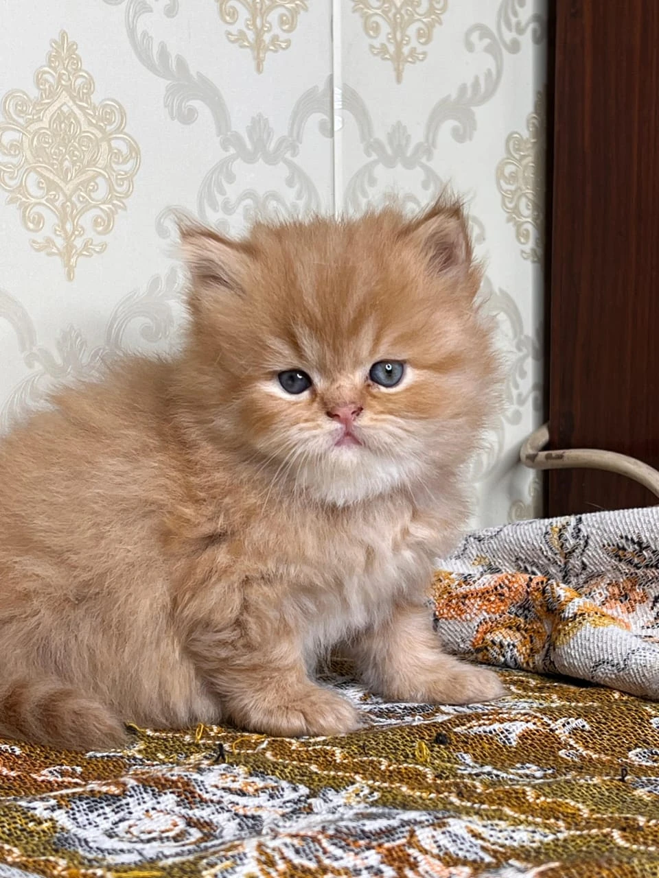 persian kitten available high quality