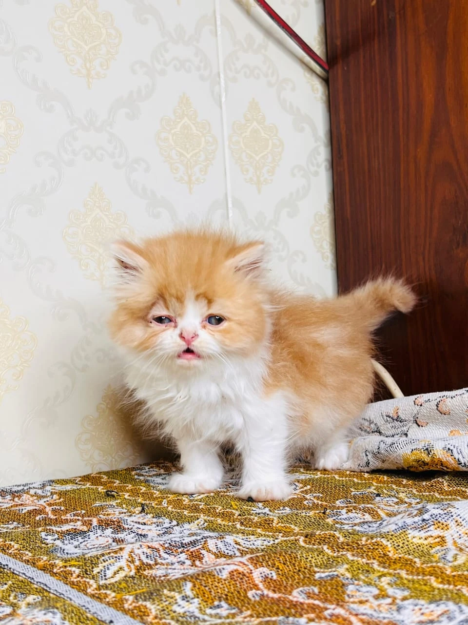 persian kittens available