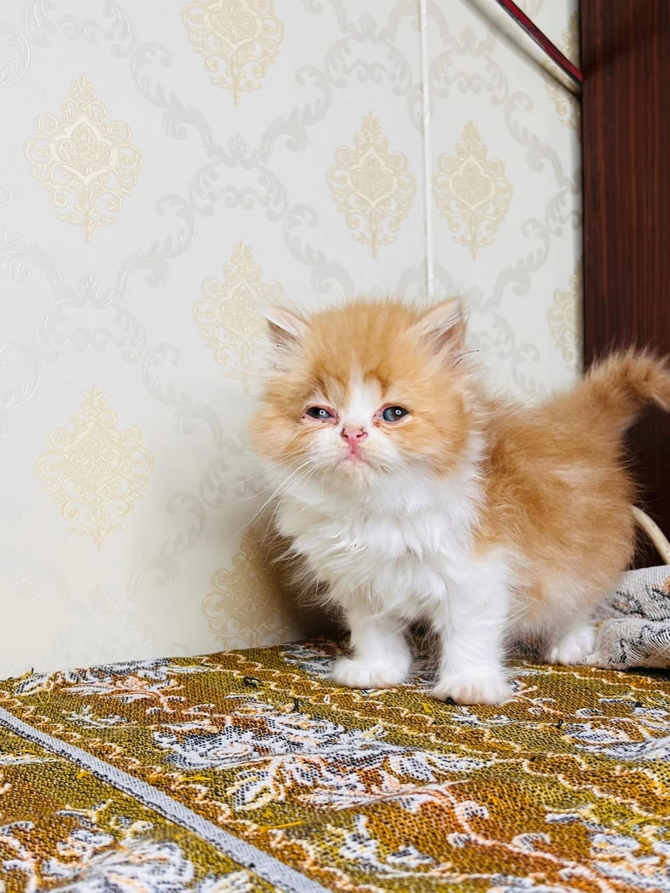 persian kittens available