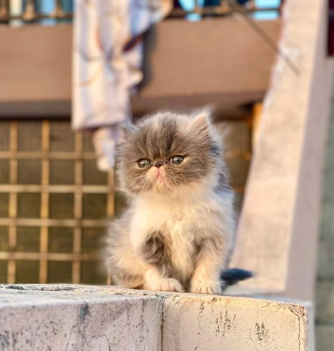 peke persian face kitten available