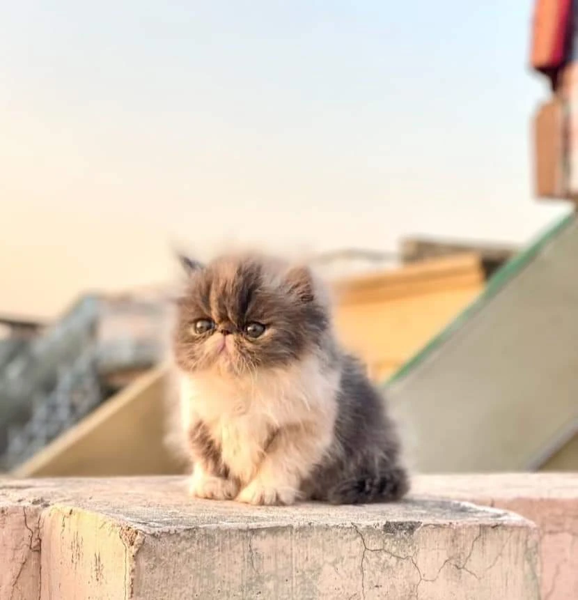 peke persian face kitten available