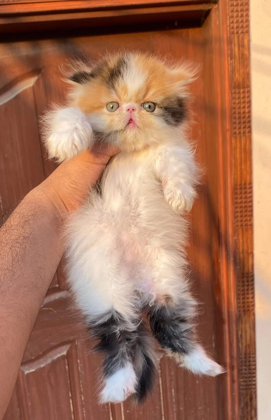 Persian kittens export quality