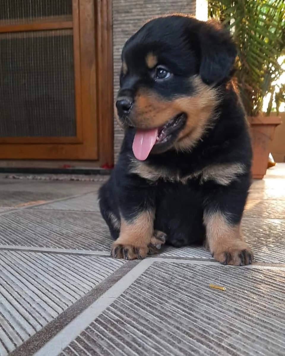 Rottweiler puppies available-Image 3