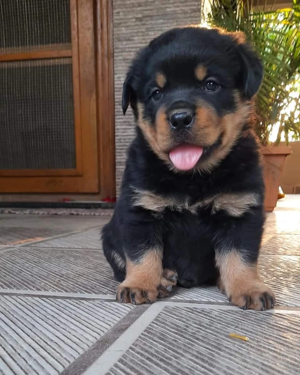 Rottweiler puppies available-Image 4