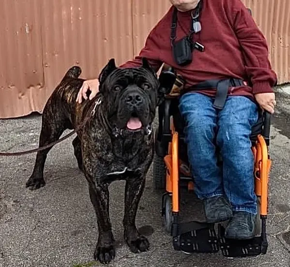 Imported brindle Cane Corso Male puppy