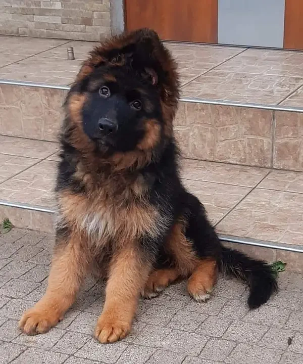 German shepherd pedigree puppy available