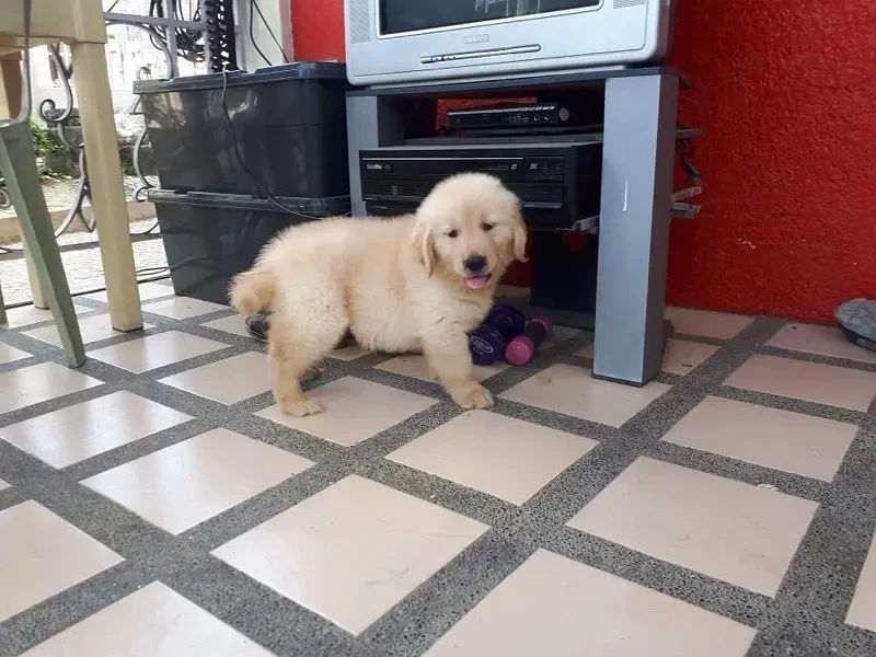 Golden retriever pedigree puppies available for sale-Image 2