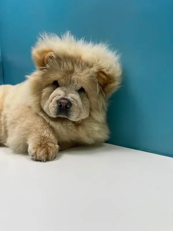 Chow chow puppy available for sale-Image 2