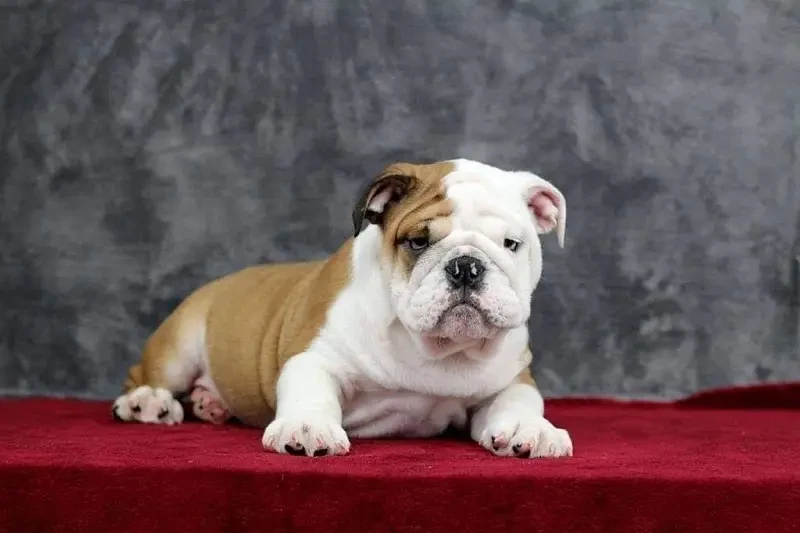 English bulldog imported puppy available-Image 2