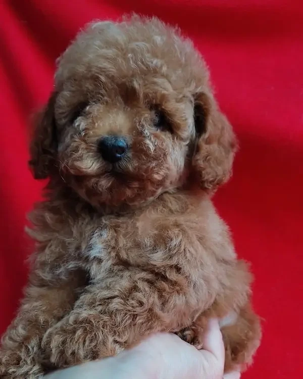 Toy poodle original tea cup size mported puppy-Image 2