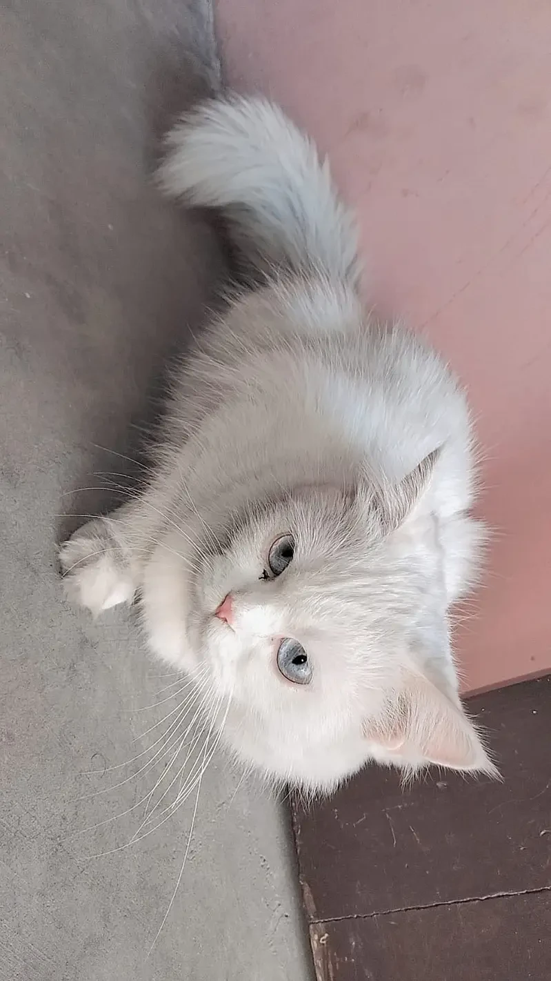 pure white Persian kitten