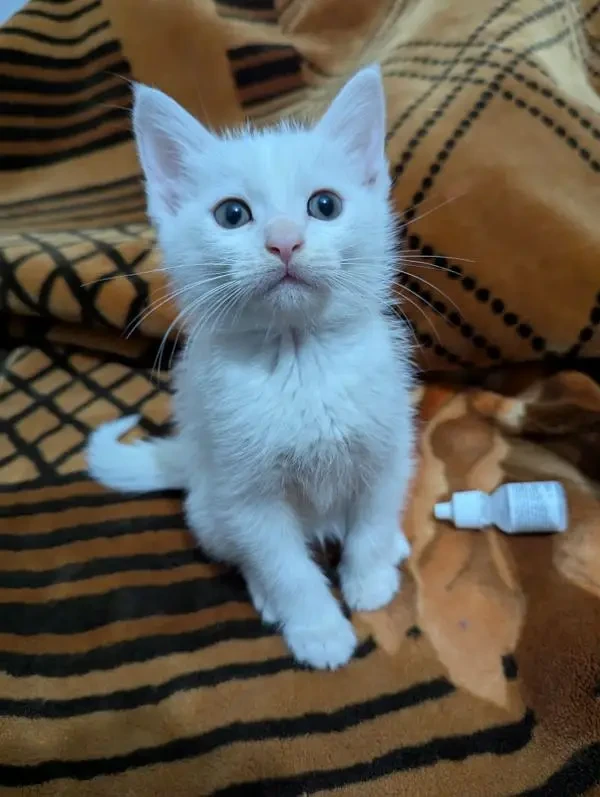 Persian kitten