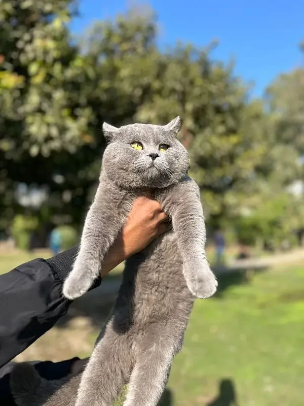 British Shorthair  available