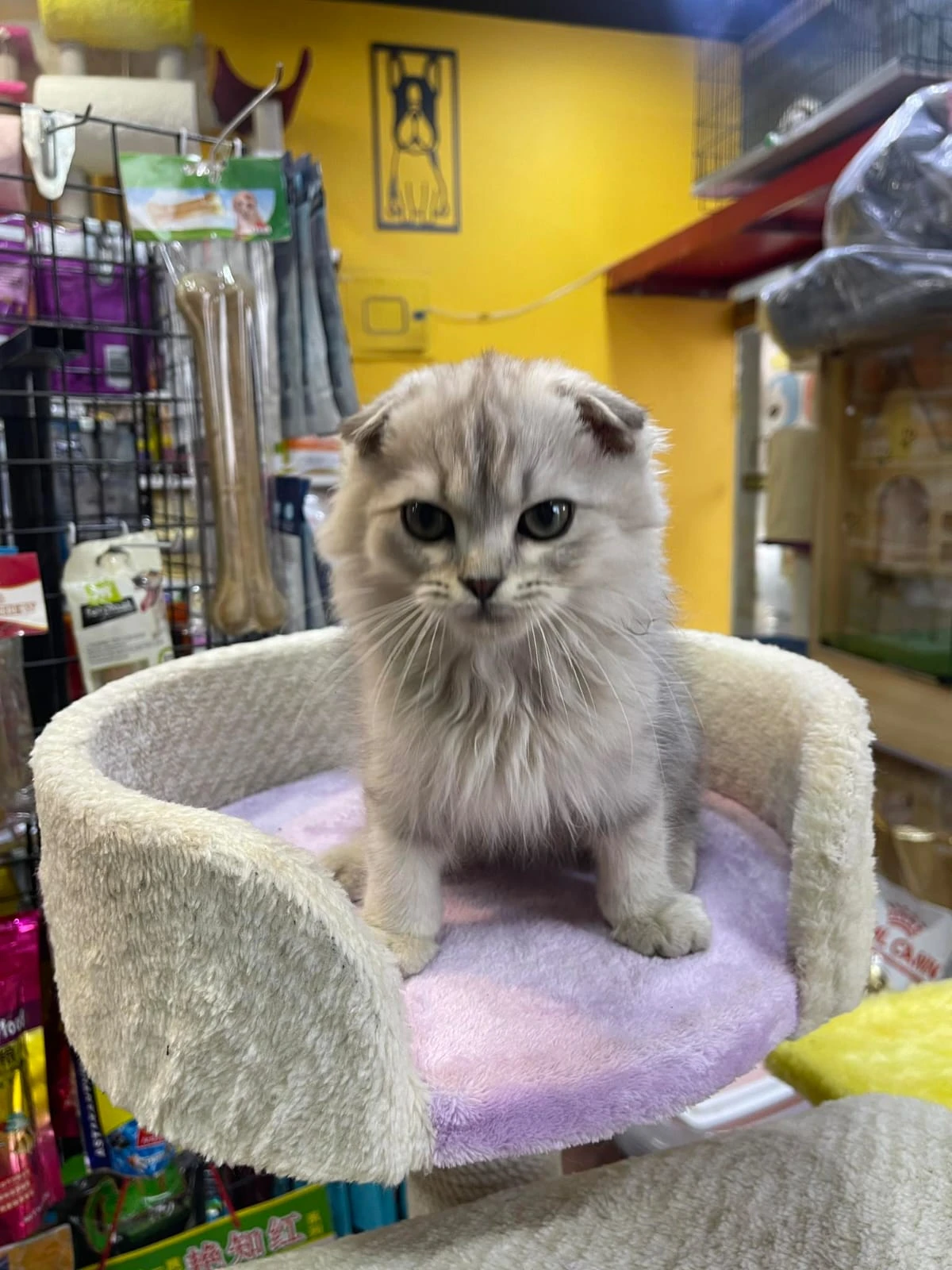 Scottish fold female kitten-Image 3