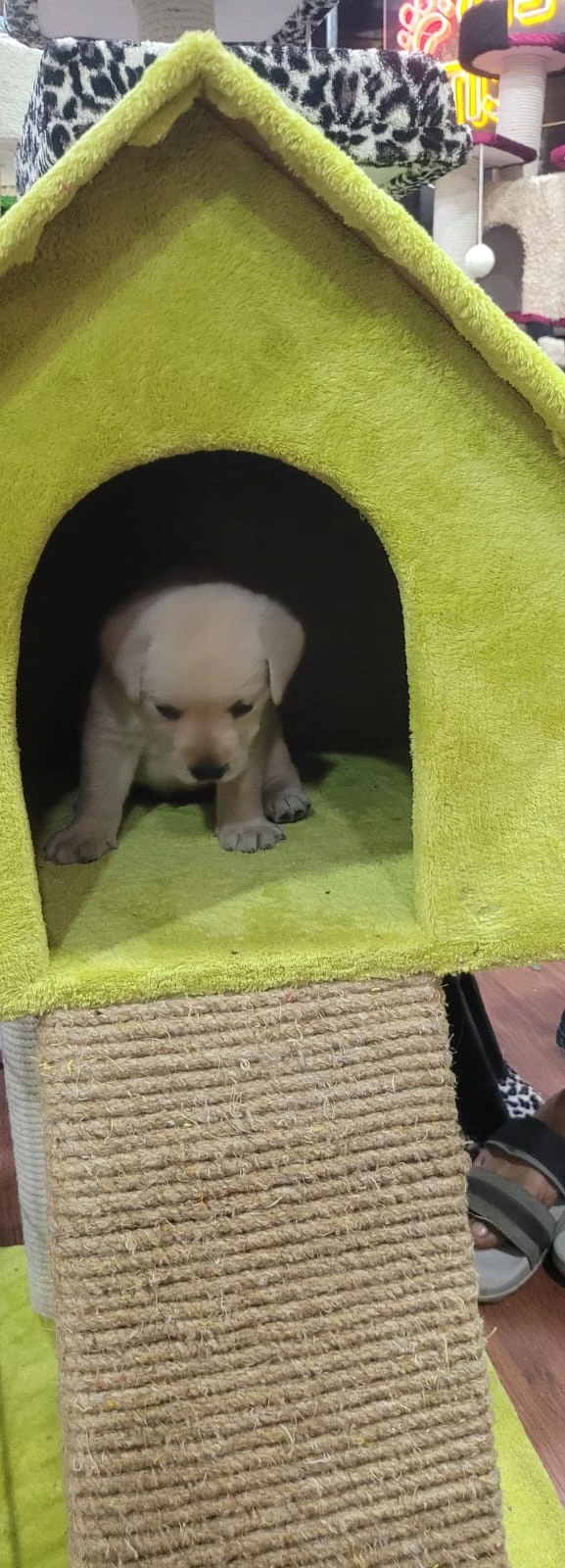 Labrador puppies available for sale-Image 2