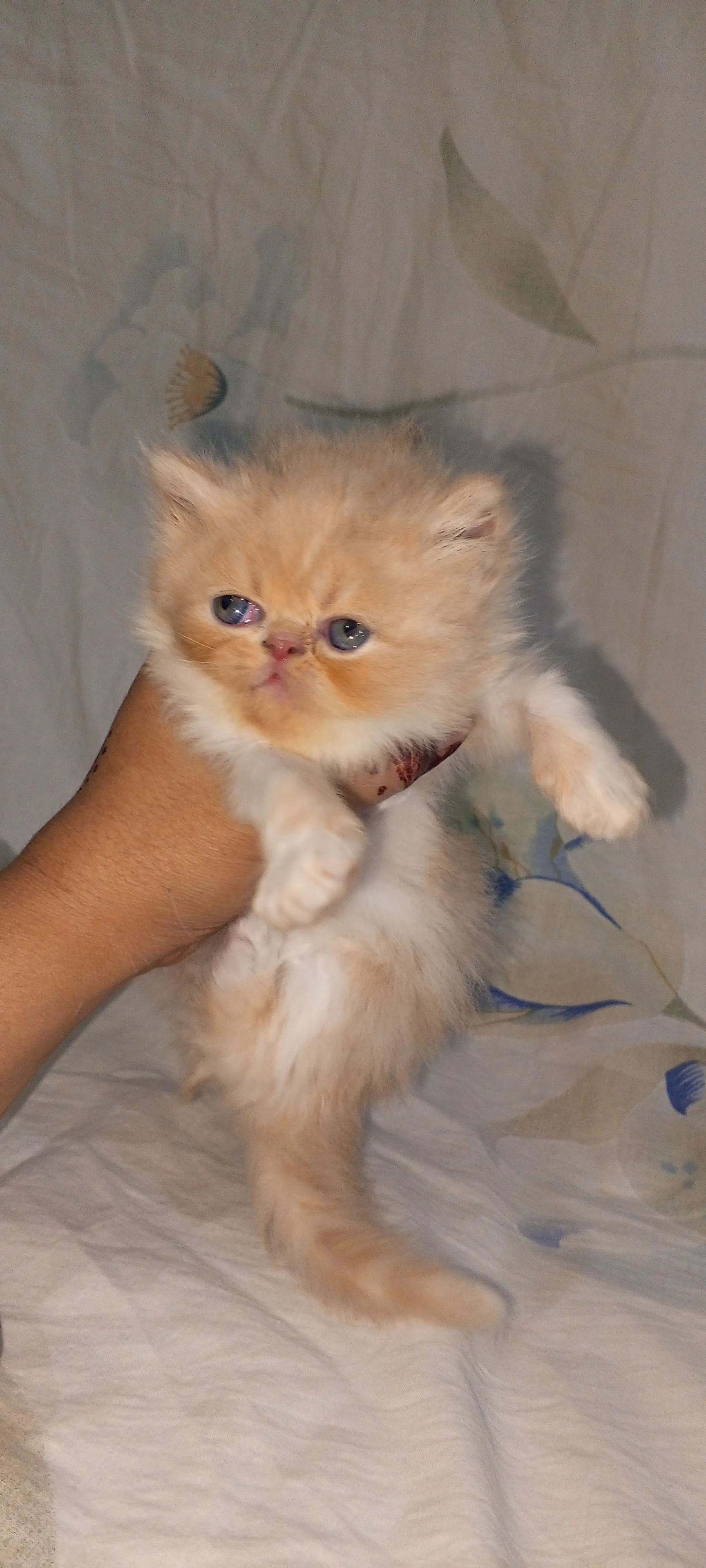 Piki Persian kittens-Image 4