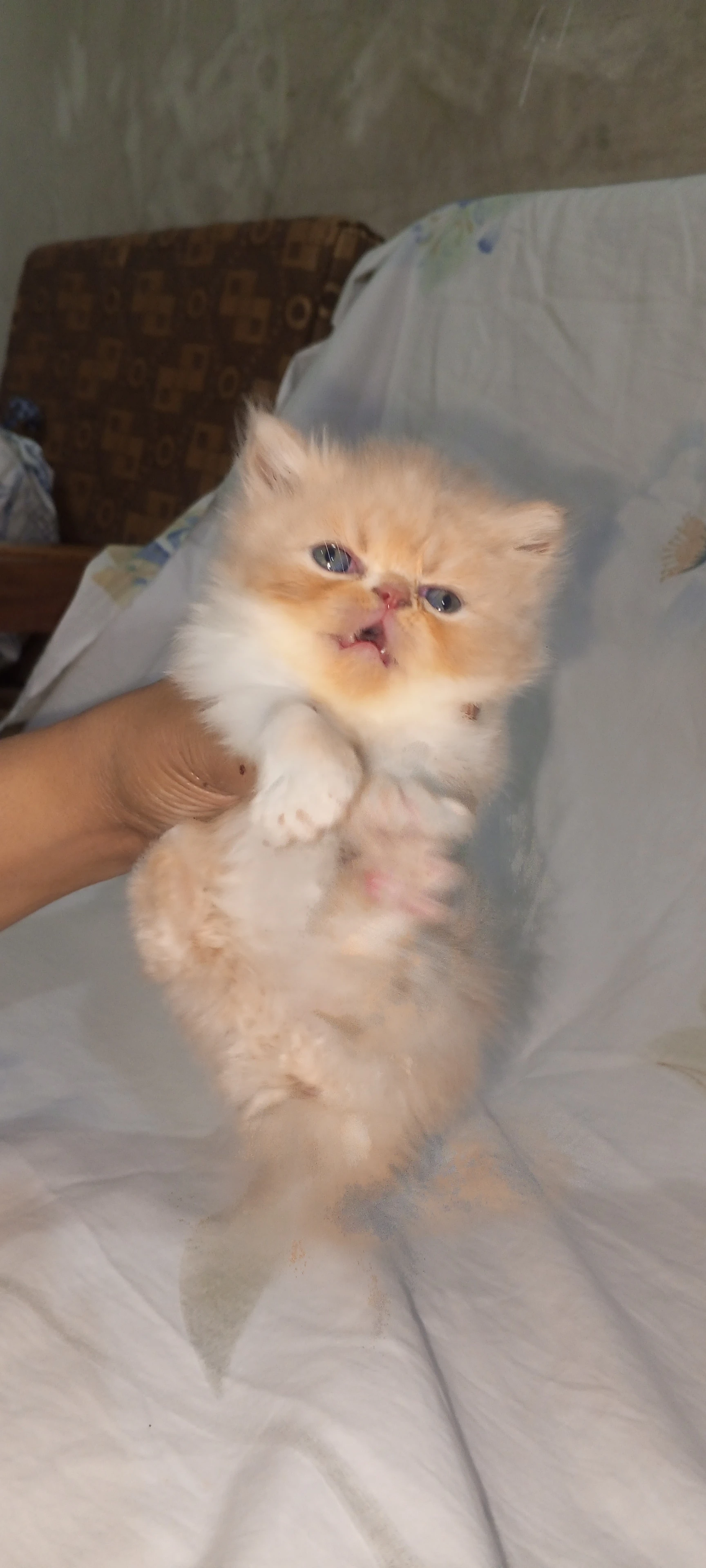 Piki Persian kittens-Image 5