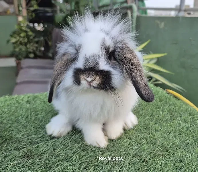 Imported Lion Headed Lops Rabbit-Image 3