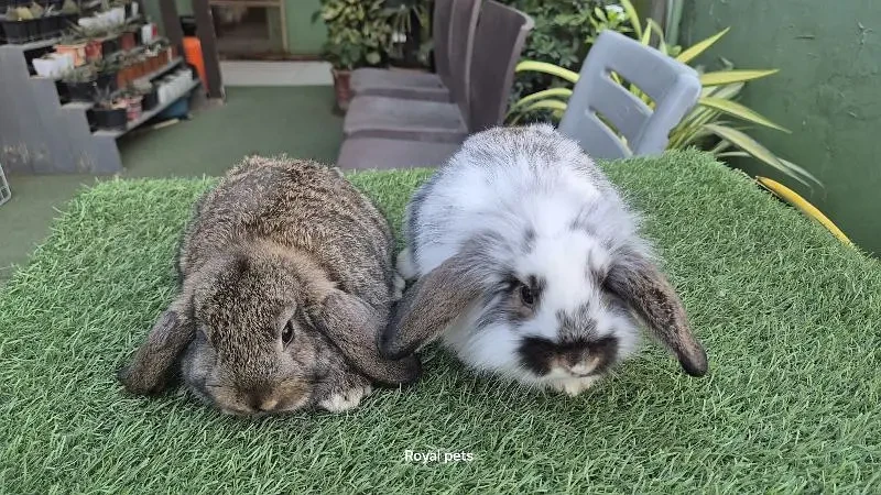 Imported Lion Headed Lops Rabbit-Image 4