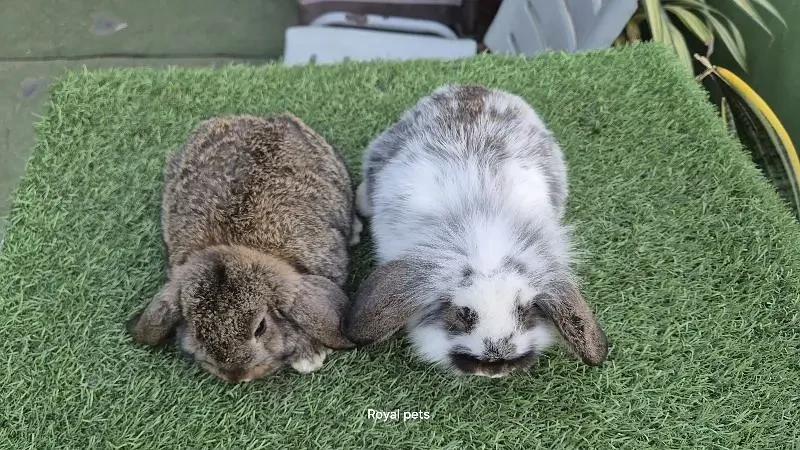 Imported Lion Headed Lops Rabbit-Image 5