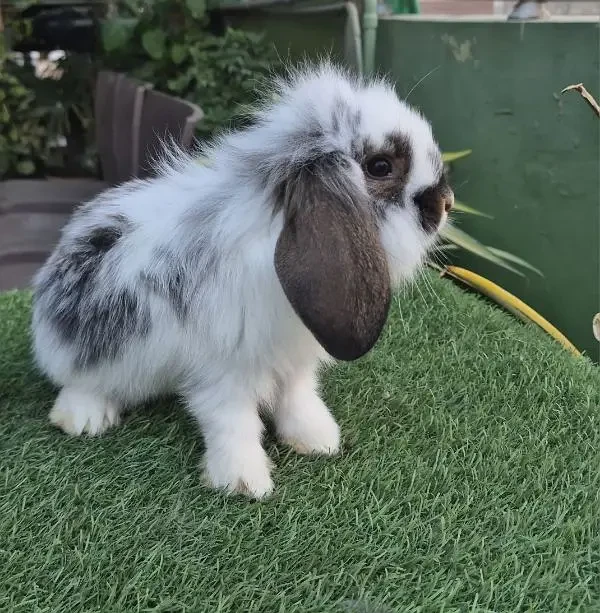 Imported Lion Headed Lops Rabbit-Image 6