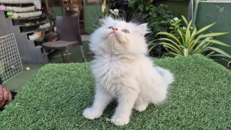 Persian Triple Coat Fluffy Kitten-Image 3