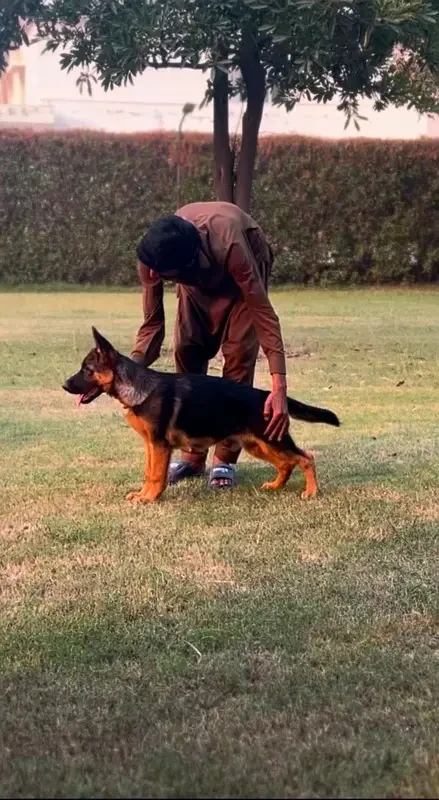 German Shepherd Long Coat Puppies-Image 2