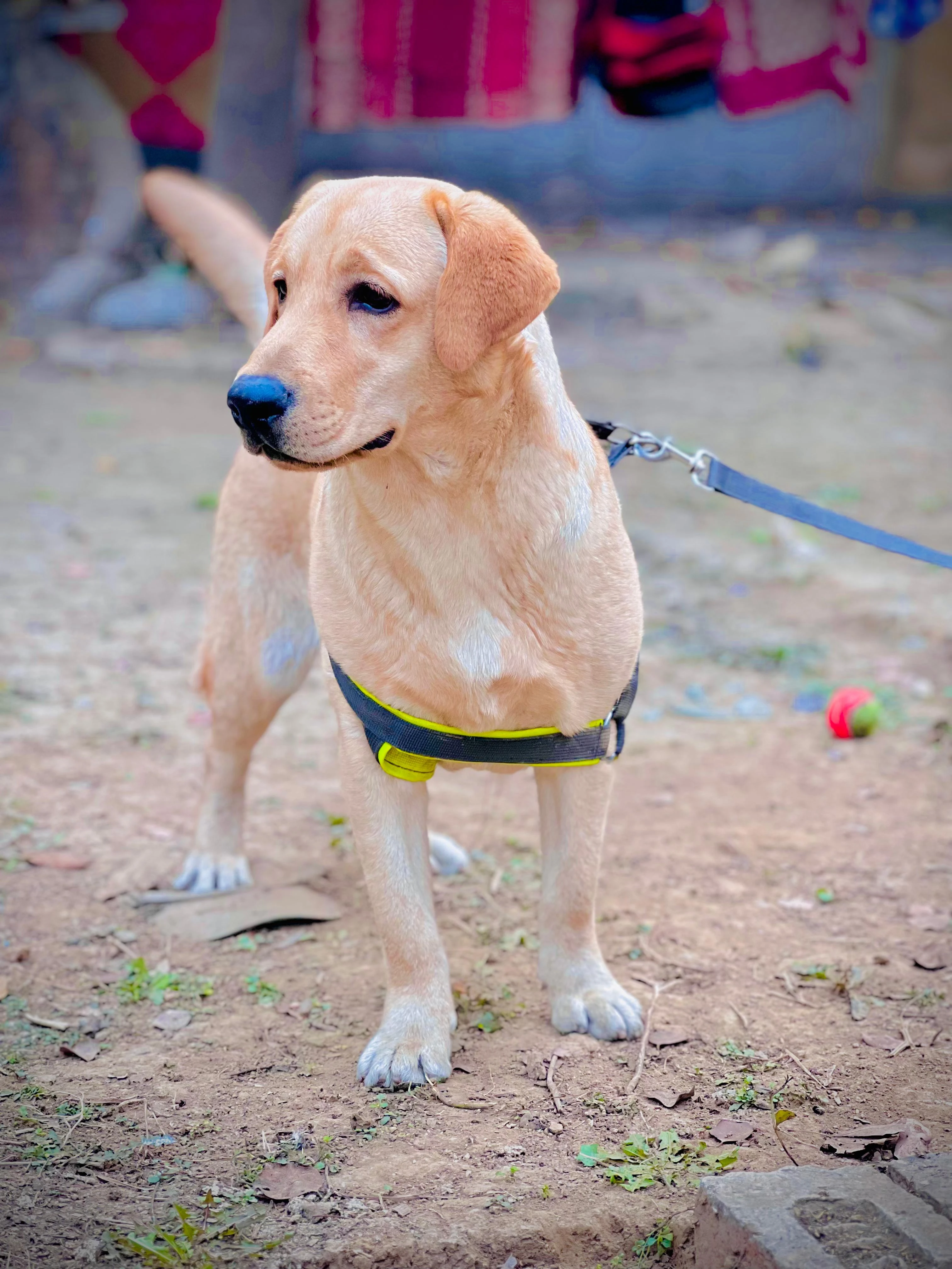 Labrador male available for stud-Image 4