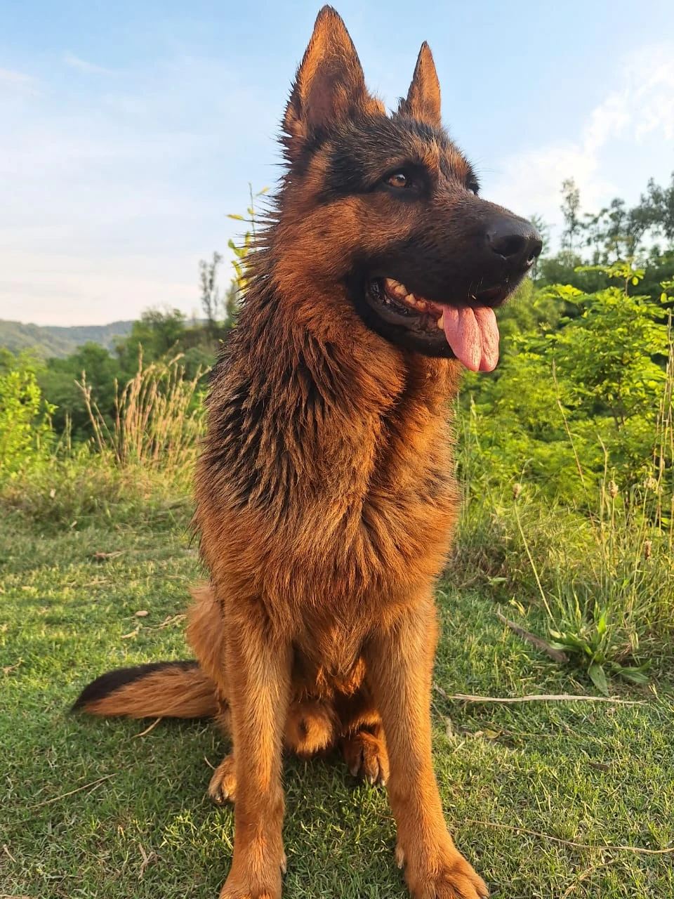 pure German sheperd male for sale age 3 years whats app only-Image 2