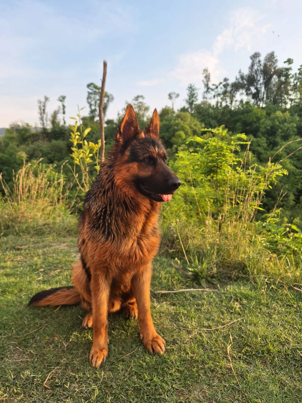 pure German sheperd male for sale age 3 years whats app only-Image 3