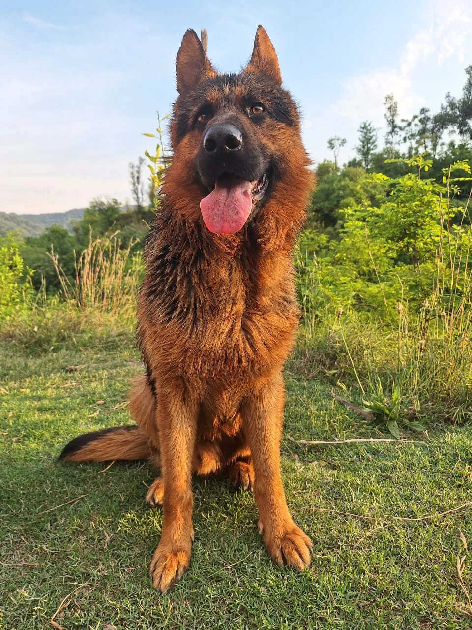 pure German sheperd male for sale age 3 years whats app only-Image 5