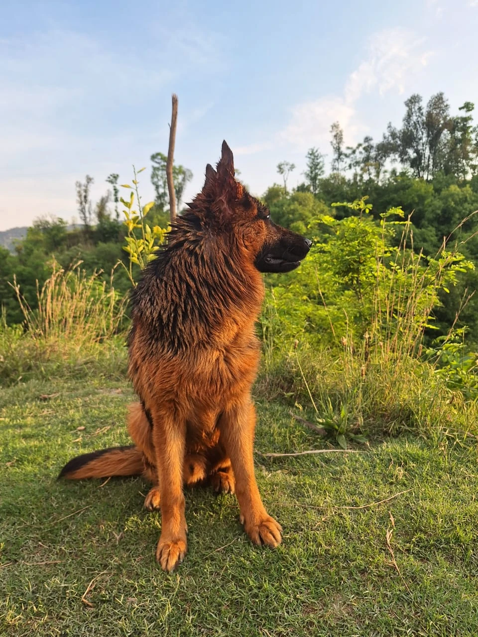 pure German sheperd male for sale age 3 years whats app only-Image 6