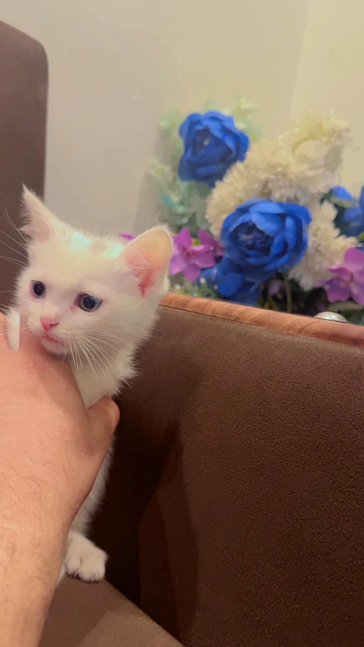 Persian male kitten-Image 4