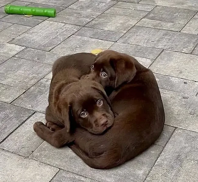 Labrador puppies available looking for a new home-Image 2