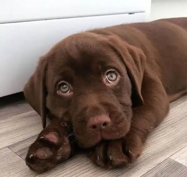 Labrador puppies available looking for a new home-Image 3