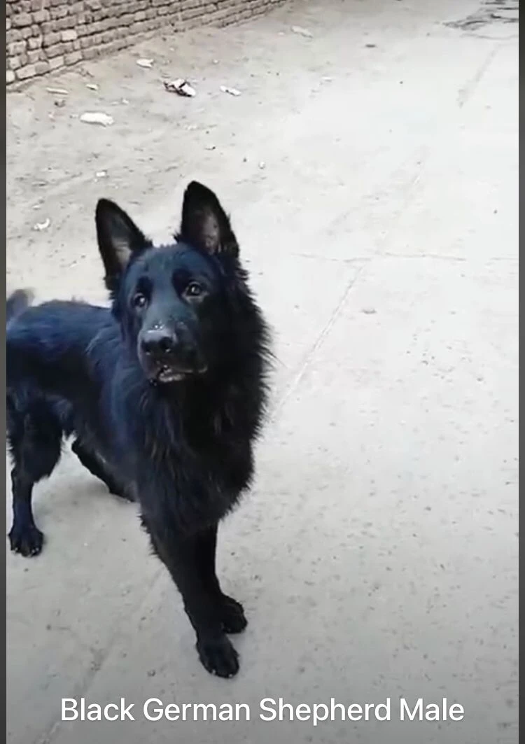 Black German shepherd male-Image 2