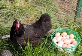 AUSTROLOPE chicks egg and males-Image 2