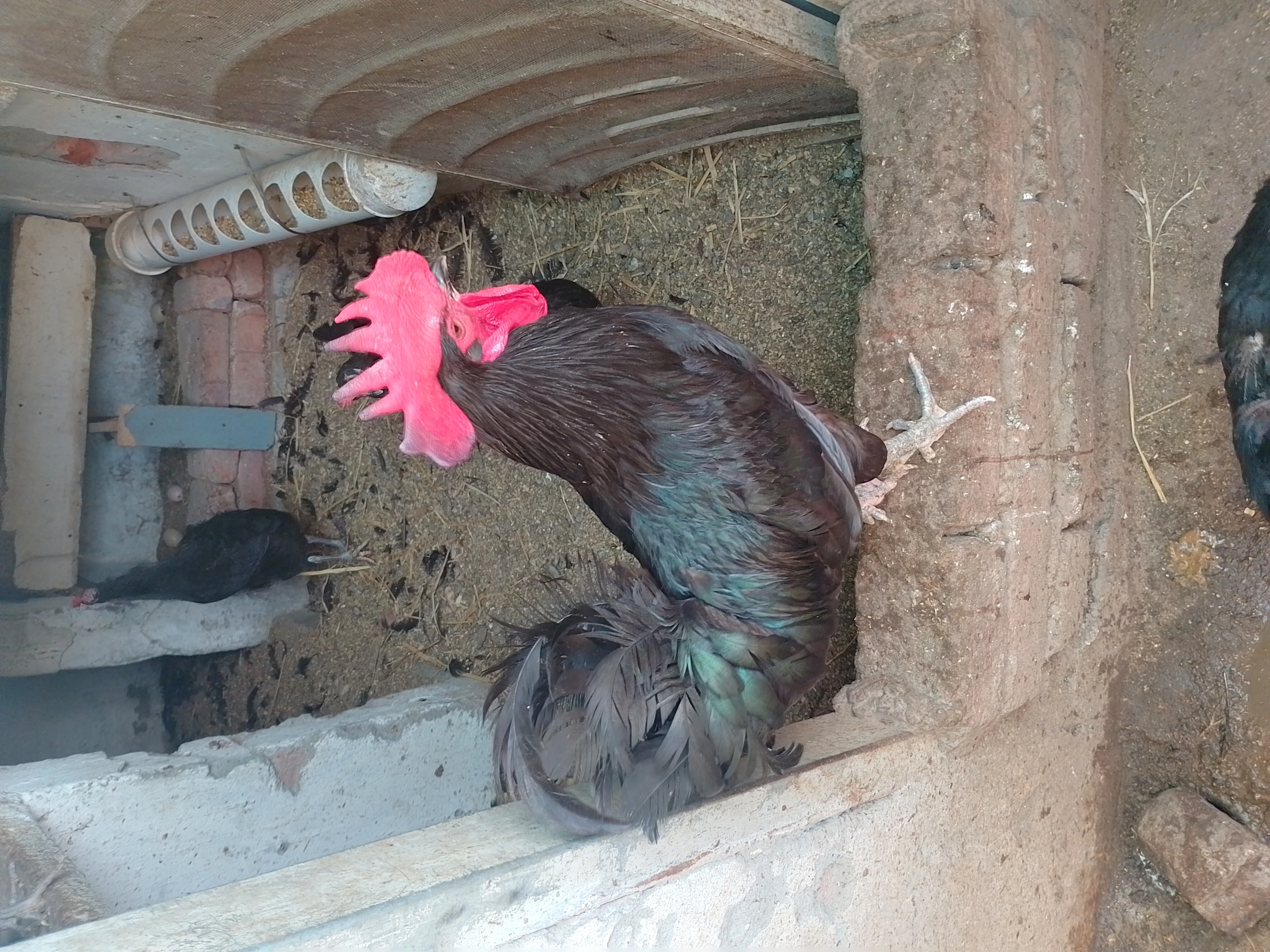 AUSTROLOPE chicks egg and males-Image 4