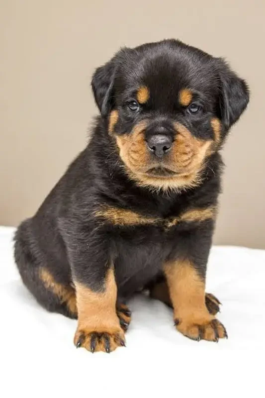 rottweiler puppies available looking for a new home