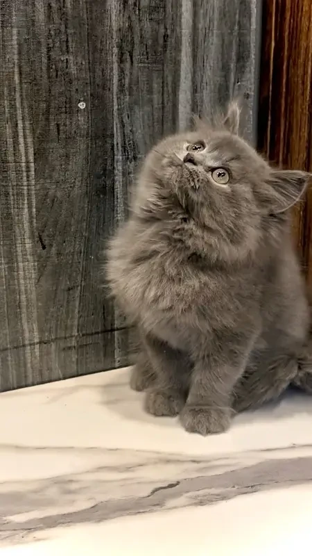 Dark Gray Persian kittens for sale-Image 2