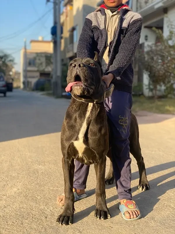 brindle Cane Corso Female Puppy-Image 2