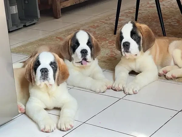 Saint Bernard pedigree imported puppies available for sale-Image 2