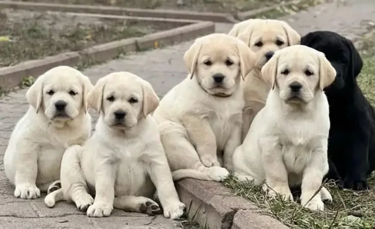 British Labrador puppies available for sale-Image 2