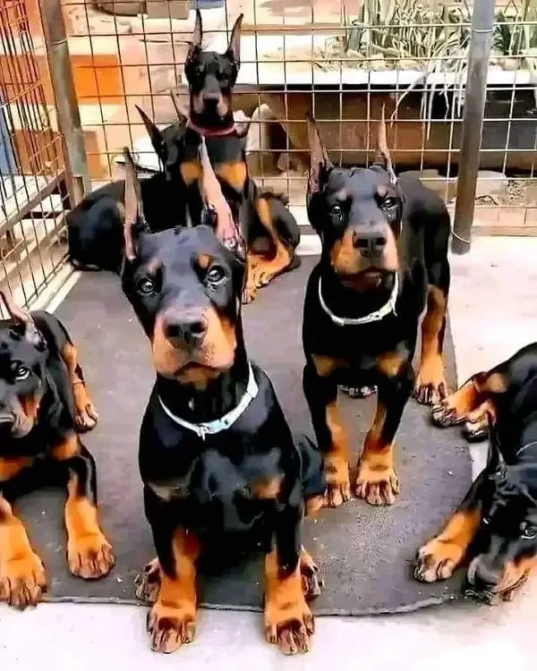 Imported Doberman male puppies available for sale-Image 2