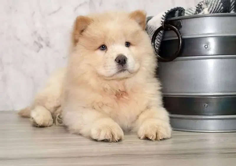 chow chow puppies