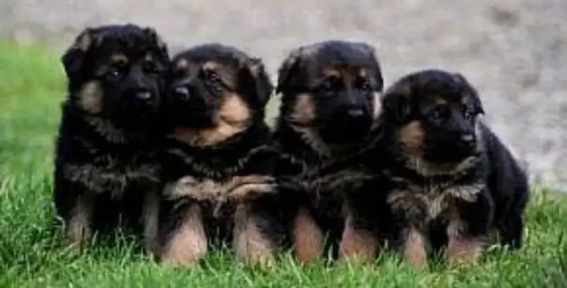 German Shepherd Puppies