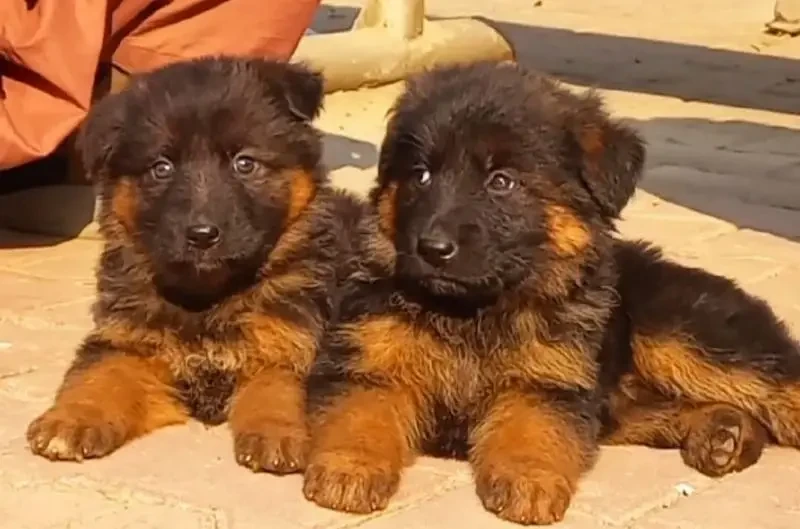 German Shepherd Puppy’s