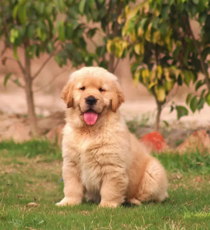 Golden Retriever puppies