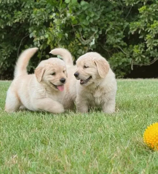 Golden Retriever puppies