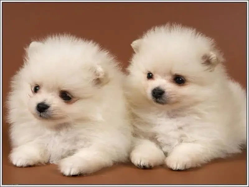 POMERANIAN PUPPIES